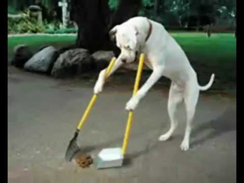 掃除する犬