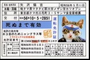 猫の免許証