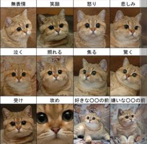 表情豊かな猫