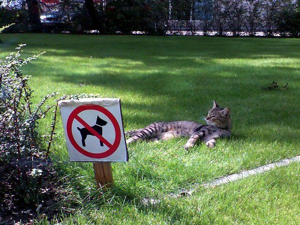 猫立ち入り禁止