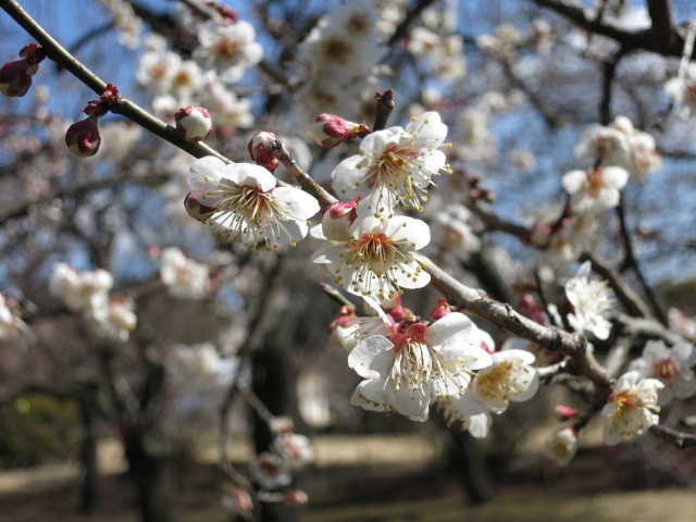 白梅の開花が良い状態の枝でした。